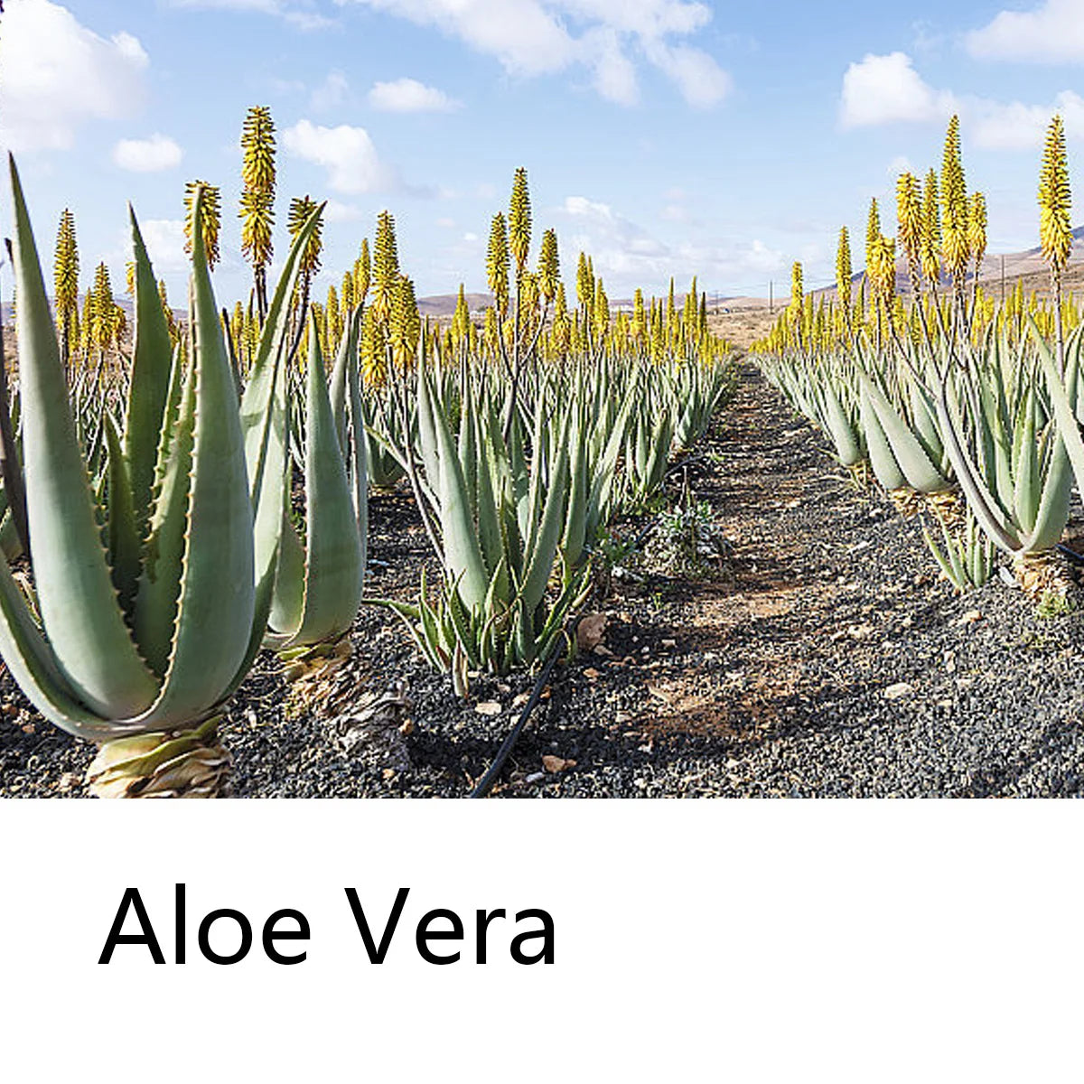 Aloe Vera Moisturizing Shampoo Bar, Plant Extract Essence Deep